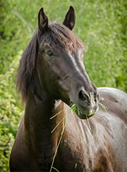 Cheval dans un pré en train de brouter