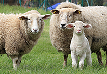 Des moutons dans la prairie