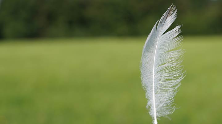 plume
