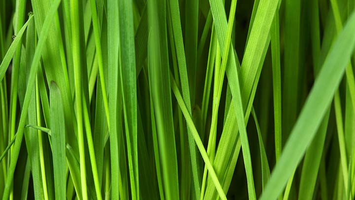 Brins d'herbe