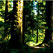Sylviculture écologique