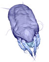 Acarien
