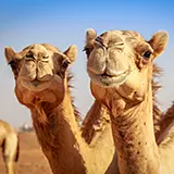 Oreiller en duvet de chameau Cammello Garnissage