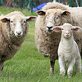 Oreiller pour enfants Pecora avec flocons de laine Garnissage