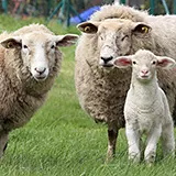 Oreiller en flocons de laine Pecora Garnissage