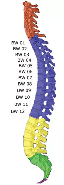 Les vertèbres thoraciques de la colonne vertébrale