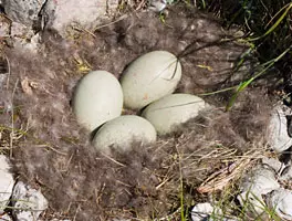 Les nids de l'eider à duvet