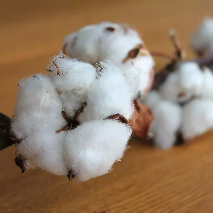 Le coton issu de l'agriculture biologique