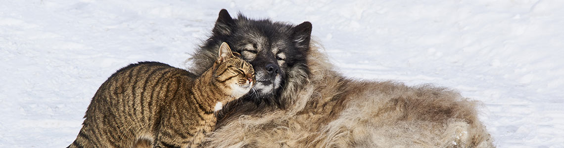 Chat et chien