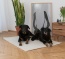 Dimension 140x110 cm pour les très grands chiens ou comme lit double pour les rasses plus petites Dimension 140x110 cm pour les très grands chiens ou comme lit double pour les rasses plus petites