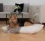 Refuge confortable et moelleux pour votre chouchou Refuge confortable et moelleux pour votre chouchou
