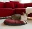 Coussin douillet confortable et moelleux pour repos bien mérité Coussin douillet confortable et moelleux pour repos bien mérité