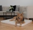 La dimension 100x80 fait le bonheur des grands chiens La dimension 100x80 fait le bonheur des grands chiens